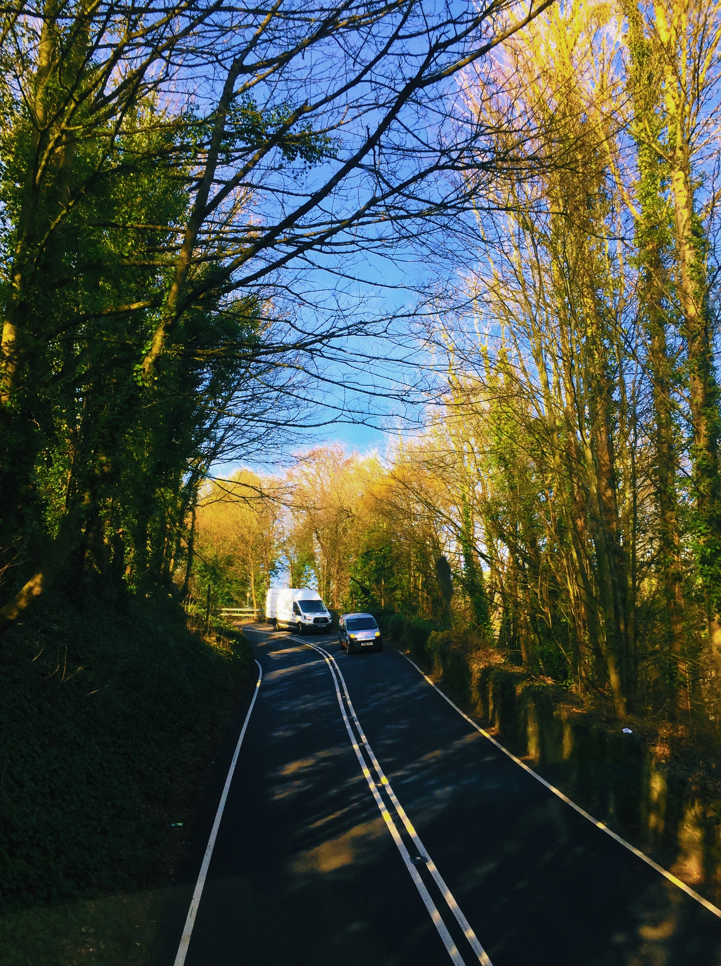 A winding road framed by trees in afternoon light